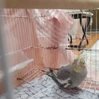 عروس هلندی ۶ماهه زیبا و باهوش