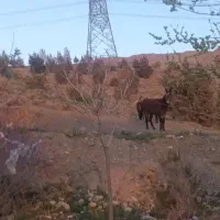 530متر-ویلایی