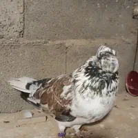 کبوتر نسل قدیم سروکله دار|پرنده|آق قلا, |دیوار