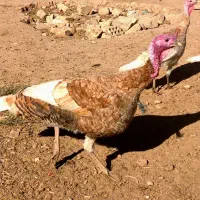 بوقلمون بوربون|حیوانات مزرعه|جعفرآباد, |دیوار