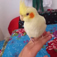 گمشده