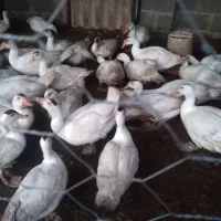 اردک اسرائیلی سفید و جوجه اردک اسرائیلی|حیوانات مزرعه|رشت, کوی عرفان|دیوار