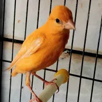 فروش قناری پرتقالی نر مس