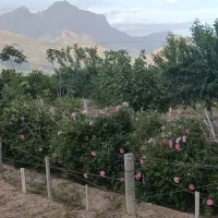فروش باغ۷ساله بادرخت میوه های گوناگون|فروش دفتر صنعتی، کشاورزی، تجاری|کرمانشاه, |دیوار