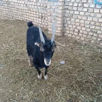 بزغاله نربزی ذاتن جلو رو درجه یک|حیوانات مزرعه|جوادآباد, |دیوار