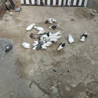 ...|پرنده|سیلاخور, |دیوار