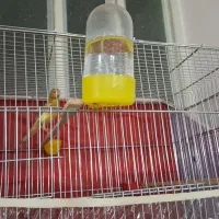 قناری نر و ماده|پرنده|یزد, |دیوار