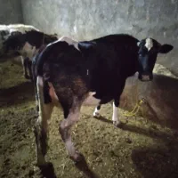 نوین|حیوانات مزرعه|حسین آباد, |دیوار