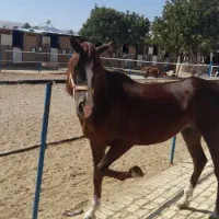 اسب عربی ماده قهوه ای