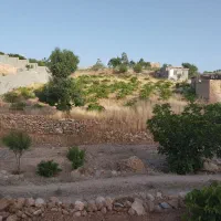 فروش باغ انگوری