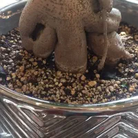 فروش بنسای زیر قیمت به دلیل جابجایی|گل و گیاه طبیعی|تهران, گلستان (شهرک راه آهن)|دیوار