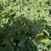 غنچه|گل و گیاه طبیعی|بروجرد, |دیوار