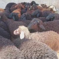 ۱۷ راس بره های چاق قربانی و نر و ماده فاضل آباد