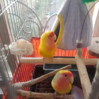 پرنده‌