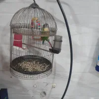 گرینچیک ماده رام و دستی