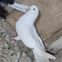 کفتر یا کبوتر|پرنده|چهارباغ, |دیوار