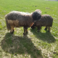 بره قوچی داشتی