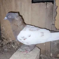 کبوتر سینه قهوه‌ای نر|پرنده|شیراز, کوشک بیدک|دیوار