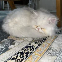گربه پرشین کت نر