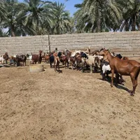 گله بز|حیوانات مزرعه|اهواز, زرگان|دیوار