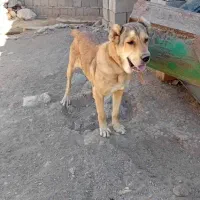 سگ سرابی فی ۱۰|سگ|سراجو, |دیوار