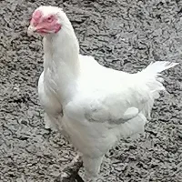 خروس لاری