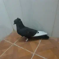 کبوتر|پرنده|قم, زنبیل آباد|دیوار