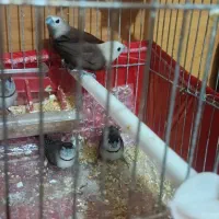 فنچ مونیا راهب