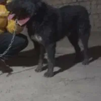 سگه گله سرابی