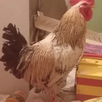 فروش مرغ و خروس رسمی ۶ماهه