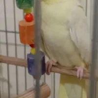 عروس هلندی بالغ|پرنده|پرند, فاز ۵|دیوار