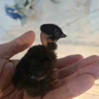 جوجه گردن لخت