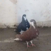 کبوتر..نرو ماده شهری