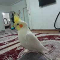 عروس هلندی نره بالغ