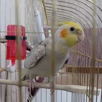 عروس هلندی نر