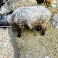 قوچ