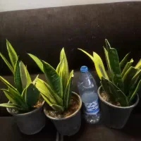 برای مشاهده عکسها رو ببینید|گل و گیاه طبیعی|شیراز, لشکری‎|دیوار