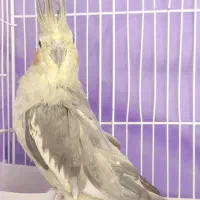 عروس هلندی ماده|پرنده|کرمان, |دیوار