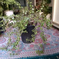 گل طبیعی|گل و گیاه طبیعی|قم, وادی السلام|دیوار