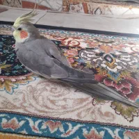 عروس هلندی|پرنده|علیآباد کتول, |دیوار