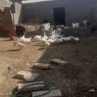 جابجای‌یافروش‌غاز|حیوانات مزرعه|تنکمان, |دیوار