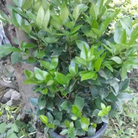 یاس سطل ۱۰|گل و گیاه طبیعی|کلاچای, |دیوار