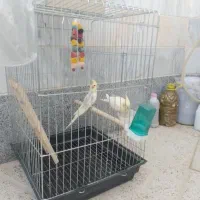 عروس هلندی