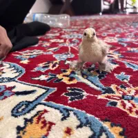 جوجه یک روزه ردمتلد