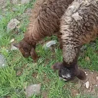 میش بره بزرگ