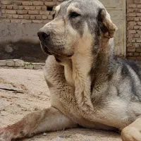 واگذاری سگ پژدر