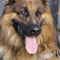 سگ ژرمن|سگ|اسلامشهر, شهرک واوان|دیوار