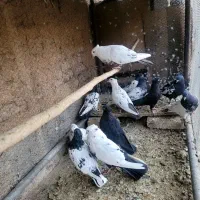 کفترکله سیاه دمبی سینه ای قیل کله ای سبز رنگی|پرنده|مبارکه, |دیوار