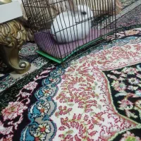 خرگوش بازیگوش