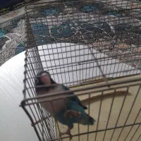 کوتوله طوطی